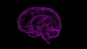Late nights, High risk: Adolescent brain development